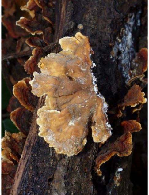 The pore surface of the fruit bodies.